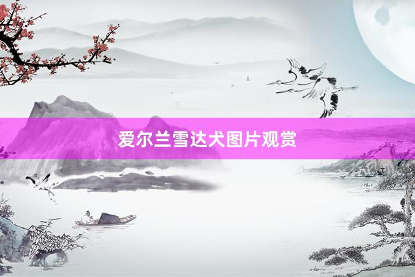 爱尔兰雪达犬图片观赏